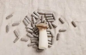 cbd champignon