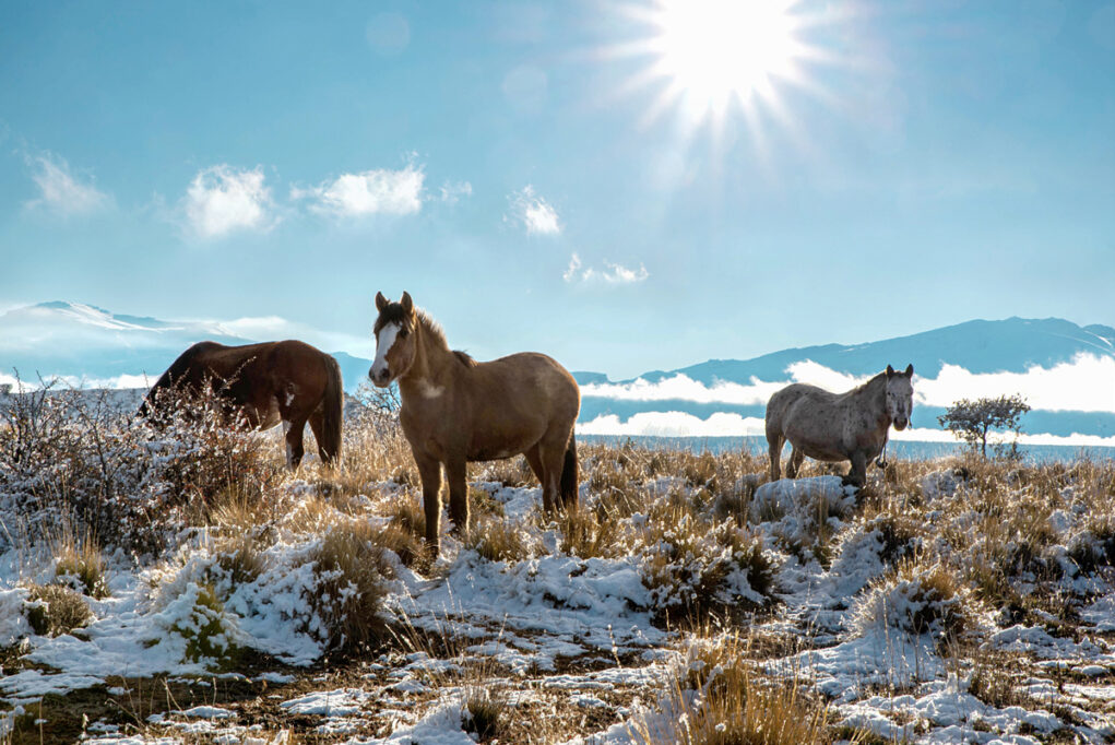 guides pour voyager en Patagonie depuis Temuco