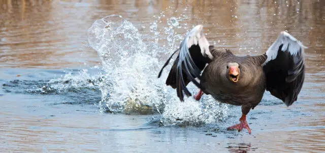 observer et protéger les animaux d'Islande observer et protéger les animaux d'Islande