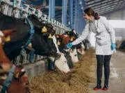 nourriture animaux