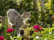 chat propice jardin