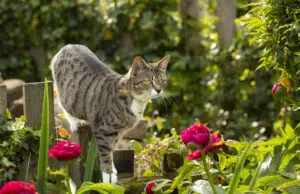 chat propice jardin