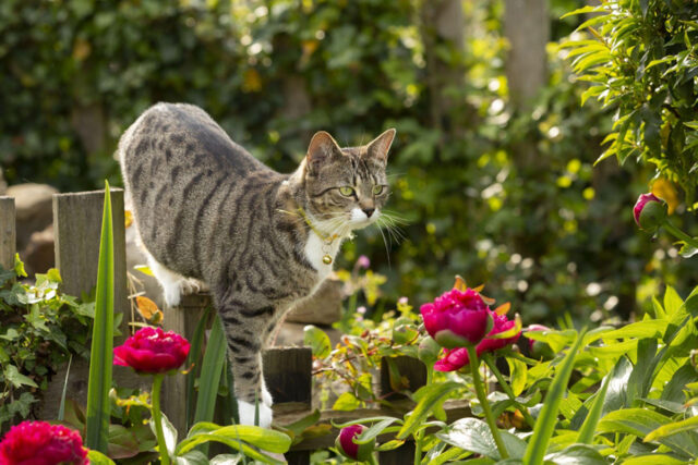 chat propice jardin