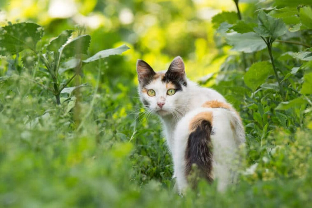 chats jardin