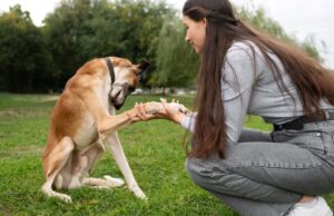 chien se gratte