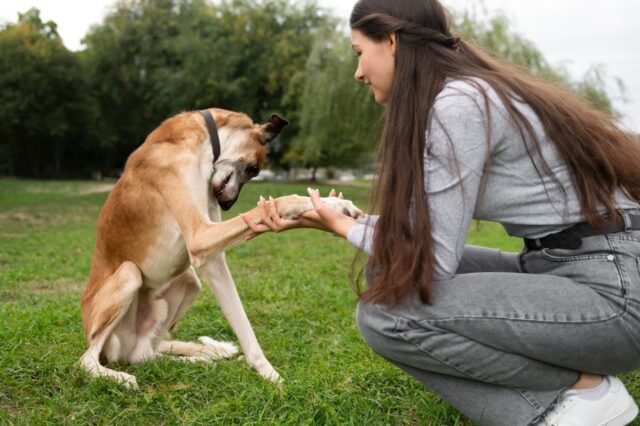 chien se gratte