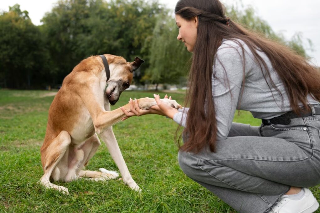 chien se gratte