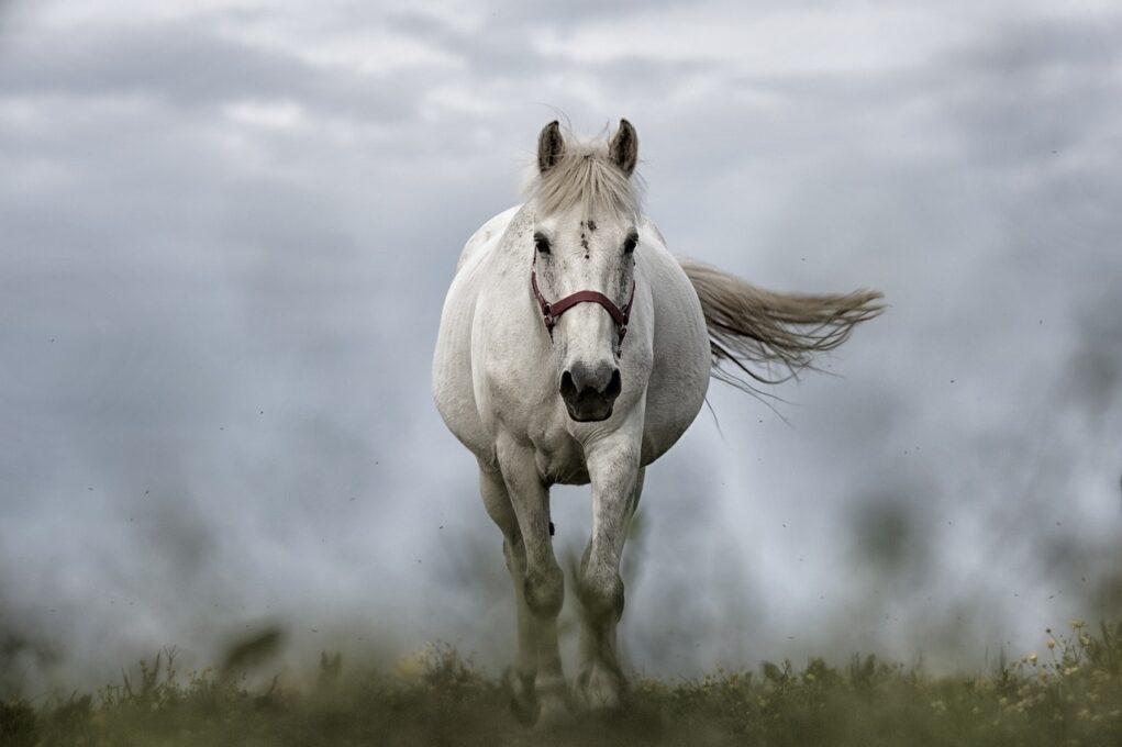 Assurance vétérinaire cheval