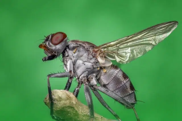 vie mouche vie mouche