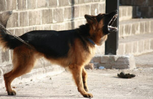 chien dangereux