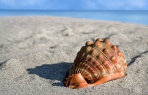 coquillage monde