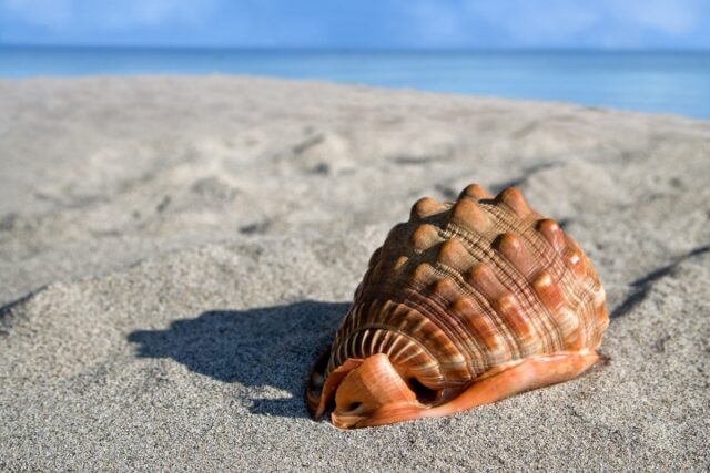 coquillage monde