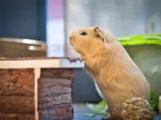 comprendre Cochon Inde