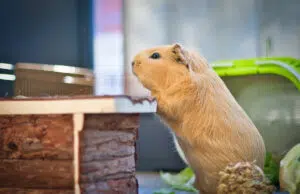 Cochon d’Inde : comprendre les facteurs qui influencent sa longévité comprendre Cochon Inde