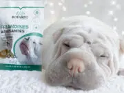 cbd animaux