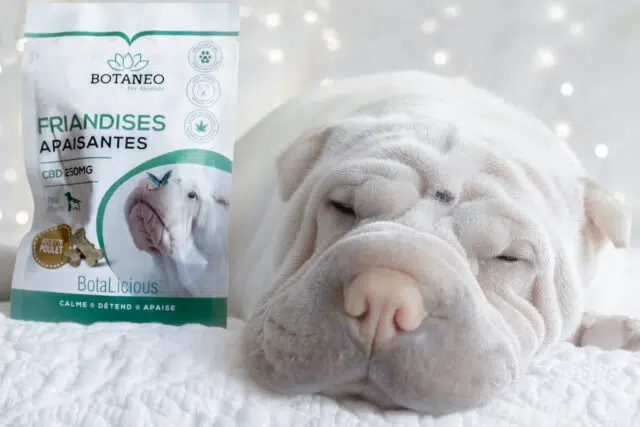 cbd animaux cbd animaux