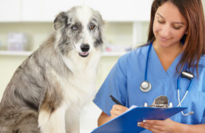 Comment choisir son assurance santé animale ? choix assurance