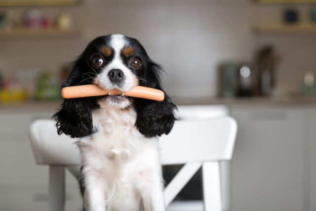 bien être animal