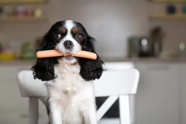 bien être animal bien être animal