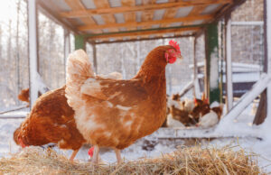 bien-être poules