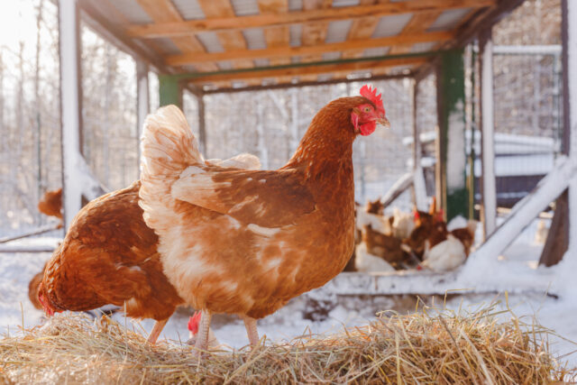 bien-être poules