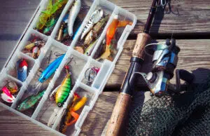 Danse aquatique : les secrets des poissons nageurs pour attirer les carnassiers danse aquatique