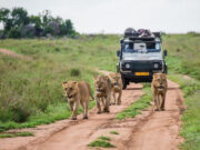 Voyage Afrique