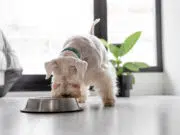 alimentation chien