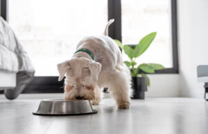 Quelle alimentation pour chien ? alimentation chien