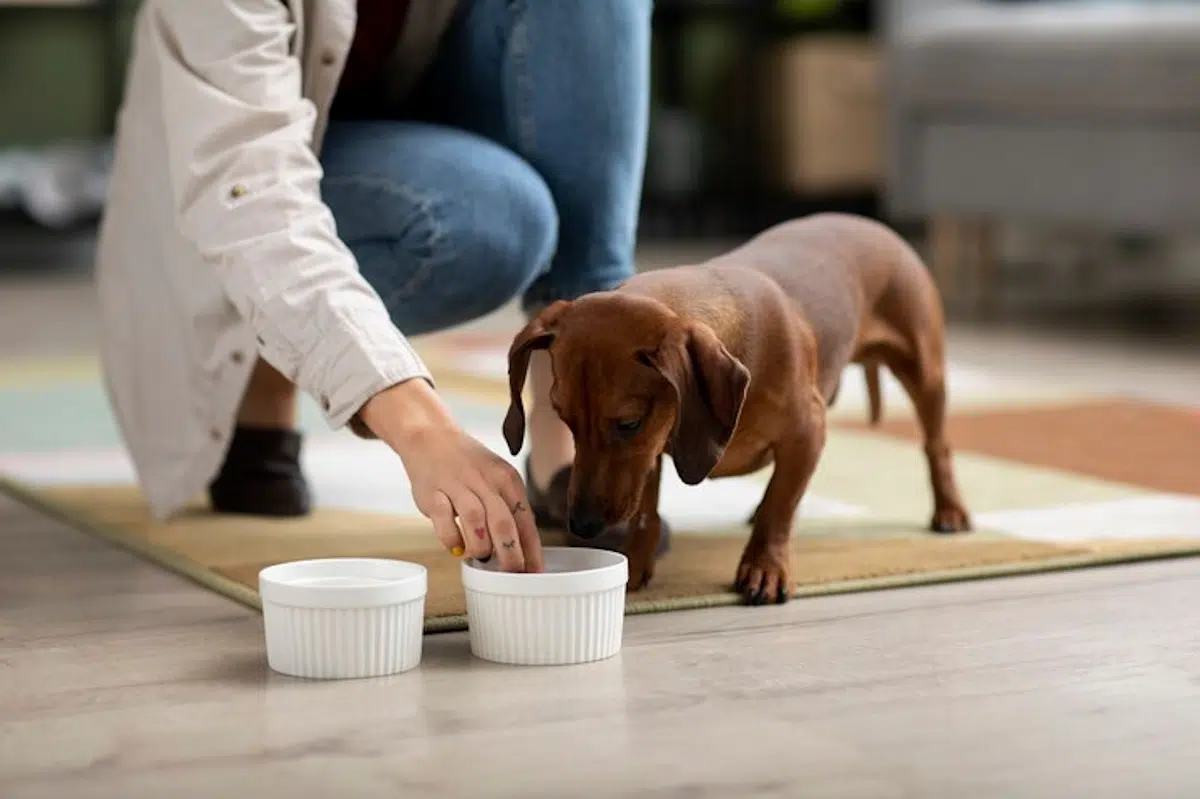 besoins nutritionnels chiens
