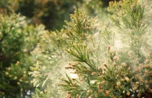 Allergie au pollen : quelles solutions ?