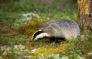 L’étude des excréments : signaler la présence d’un blaireau grâce à sa crotte