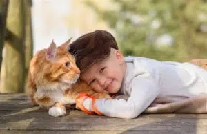 Tout savoir sur la race de chat Maine Coon, leader en France Tout savoir sur la race