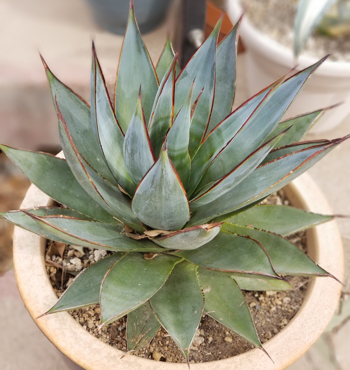 agave