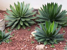 L’agave, une décoration naturelle pour votre intérieur qui résiste à la canicule décoration naturelle
