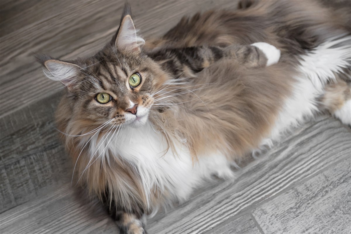 la race de chat Maine Coon