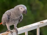 espèces d’oiseaux