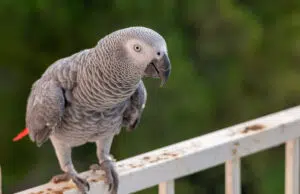 espèces d’oiseaux