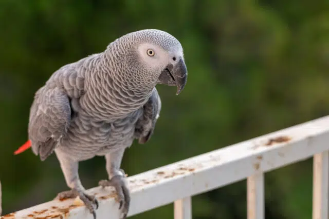 espèces d’oiseaux espèces d’oiseaux