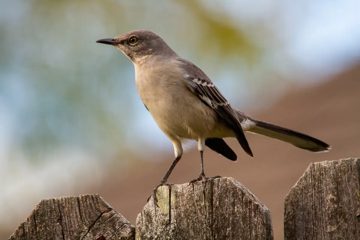 oiseaux qui parler