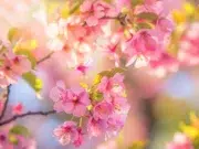 cerisiers en fleurs