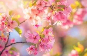 cerisiers en fleurs