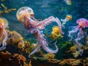 créatures aquatiques
