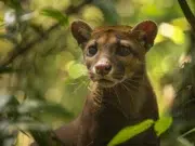 fossa madagascar