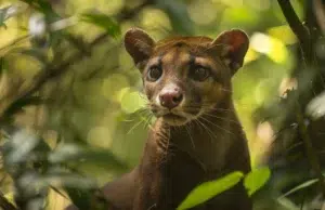 fossa madagascar