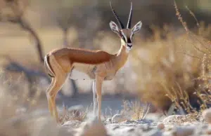 gazelle dama