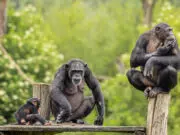 génies règne animal