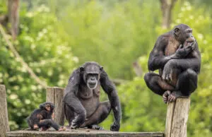 génies règne animal