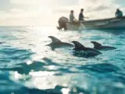sea shepherd