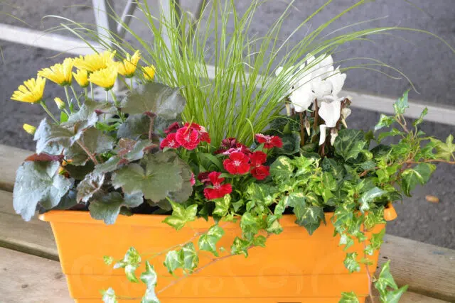 fleurir extérieur fleurir extérieur